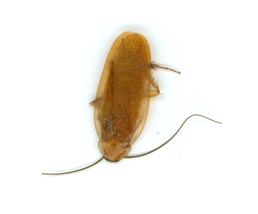 brown banded cockroach