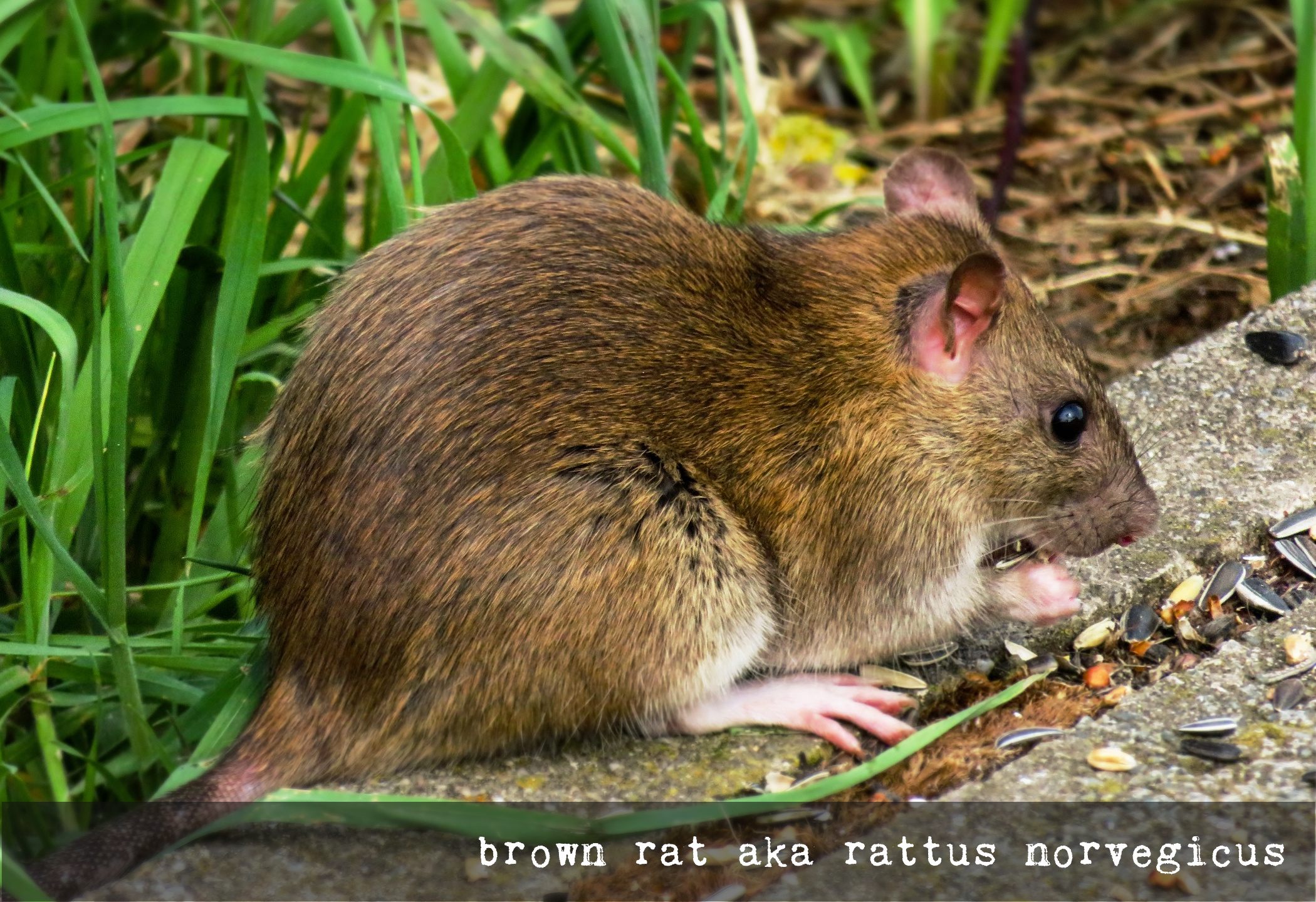 brownrat