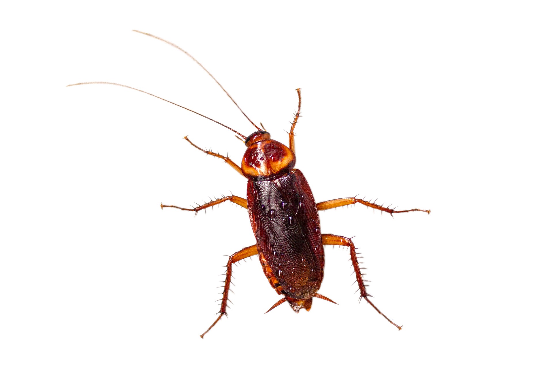 american cockroach