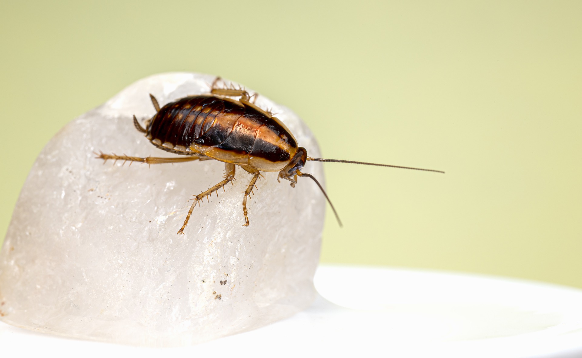 german cockroach