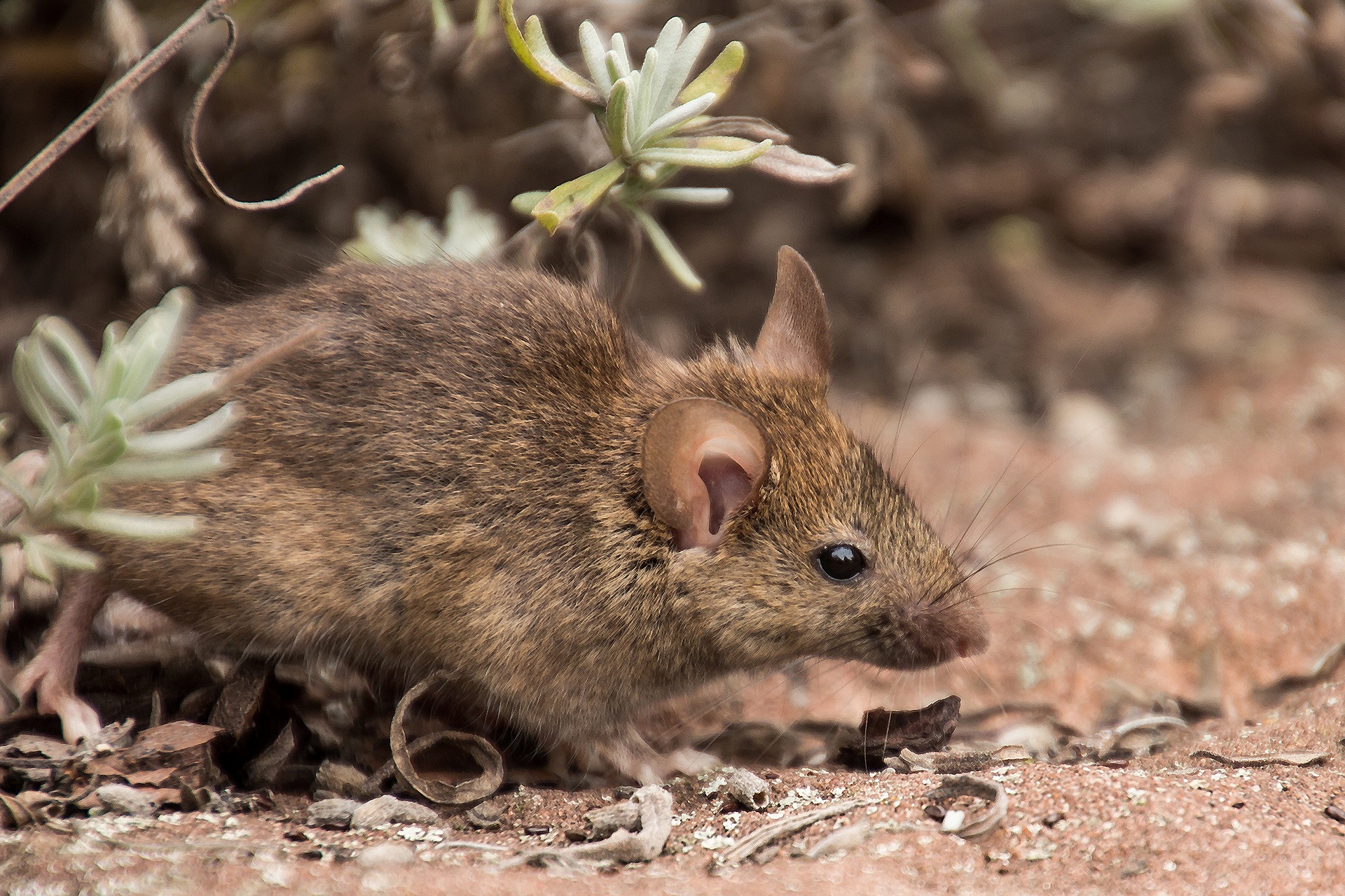 deer mouse