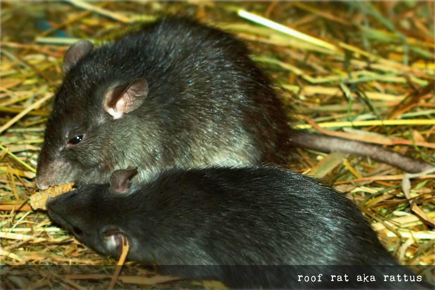 roofrat